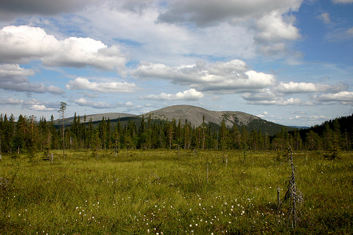 Pallas-Yllästunturi National Park